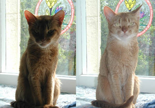 Illustration for article titled Giz Explains: When (Not) To Use Your Camera's Flash
